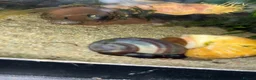 Snails fish for sale: Purple Mystery Snails - Advert 2