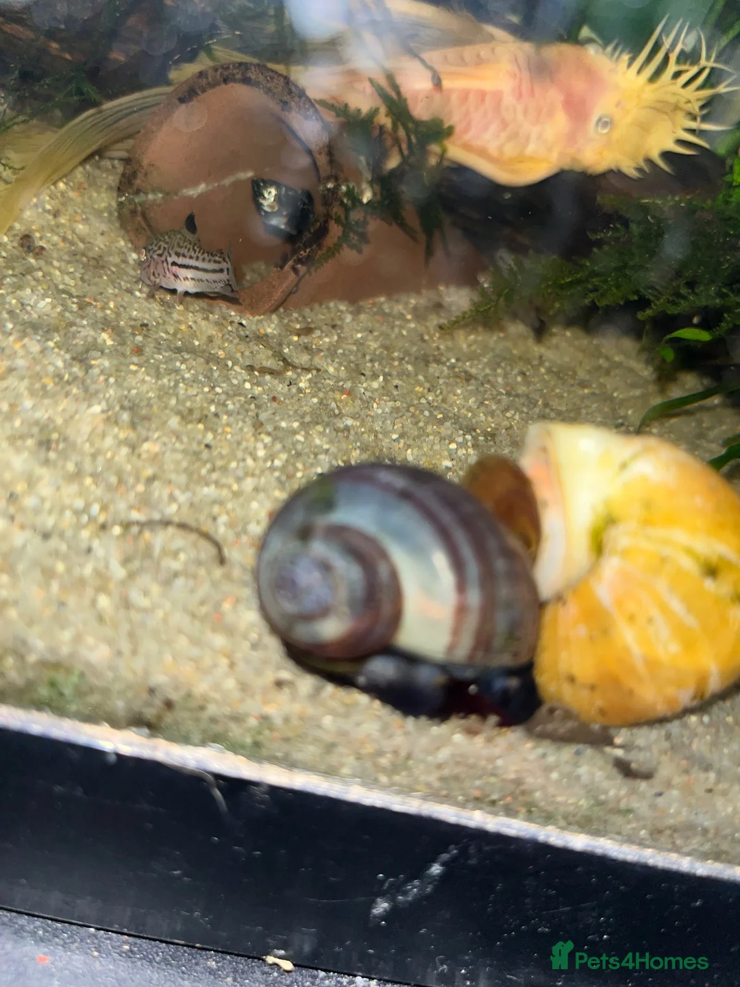 Snails fish for sale: Purple Mystery Snails - Advert 2