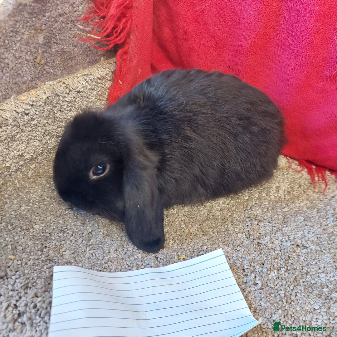 Mini Lop rabbits for sale: Minilop babys bucks & does  - Advert 4