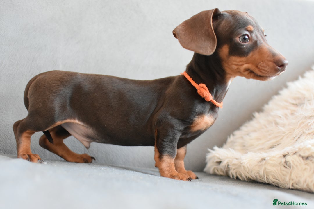 Miniature Dachshund dogs for sale: Miniature Dachshund Boys **READY NOW** - Image 13
