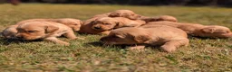 Golden Retriever dogs for sale: KC Working Golden Retriever Puppies in Launceston - Advert 4