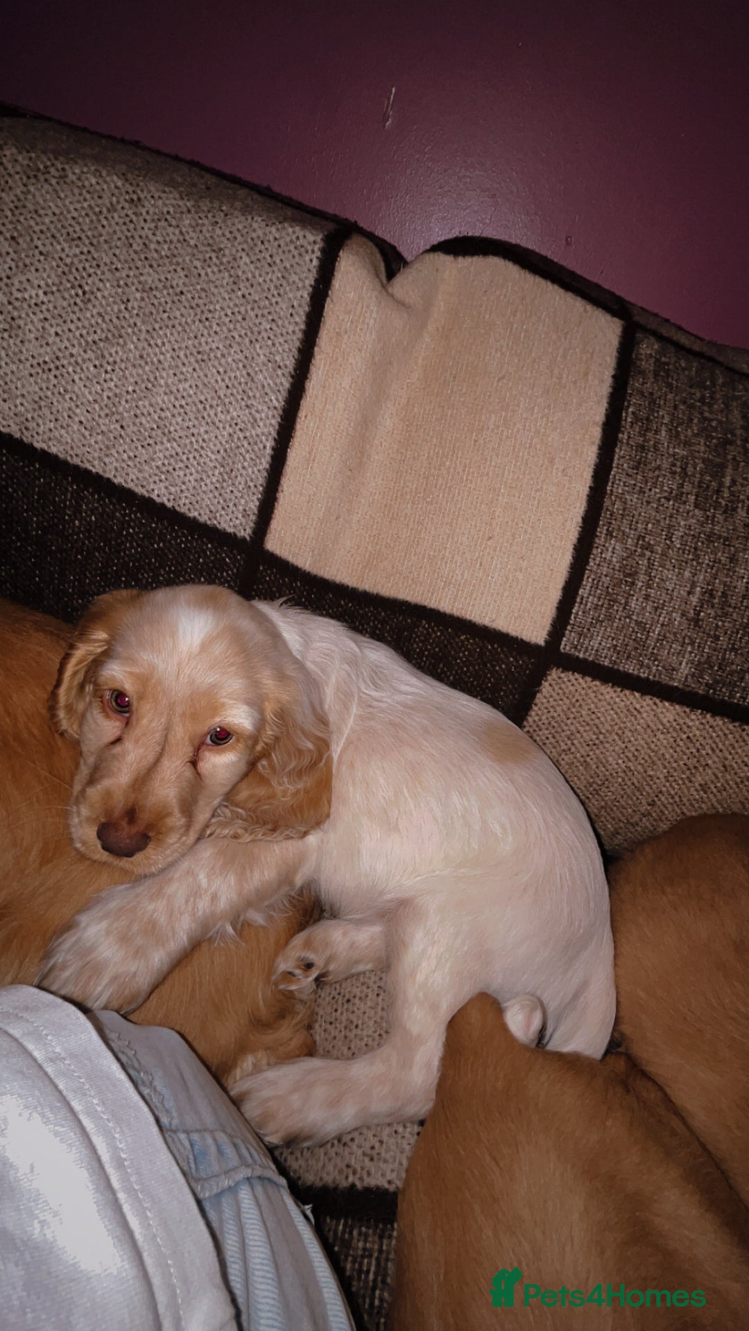 Cocker Spaniel dogs for sale: English Cocker Spaniels  - Advert 3