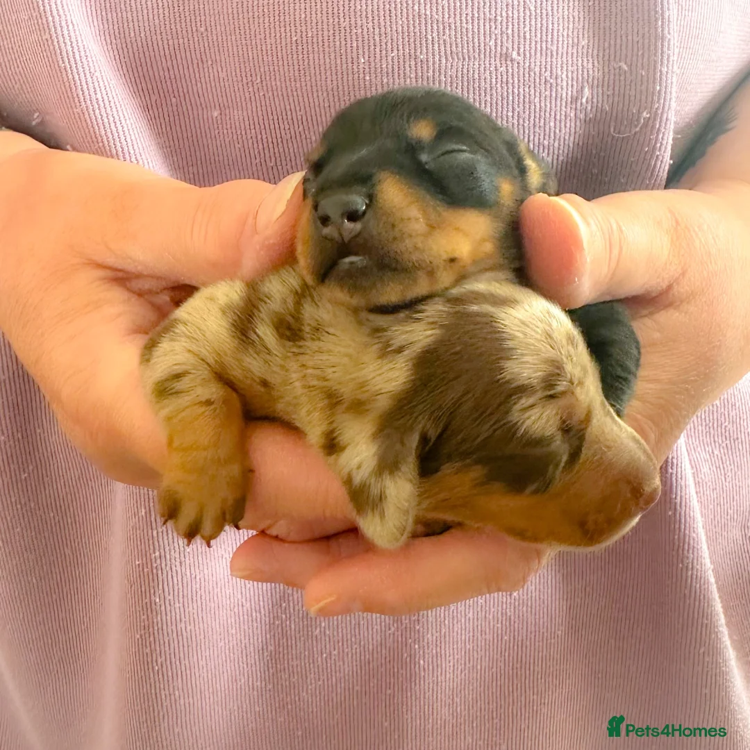 Miniature Dachshund dogs for sale: KC Reg Mini Dachshund Pups -PRA Clear- READY 15/10 - Advert 12
