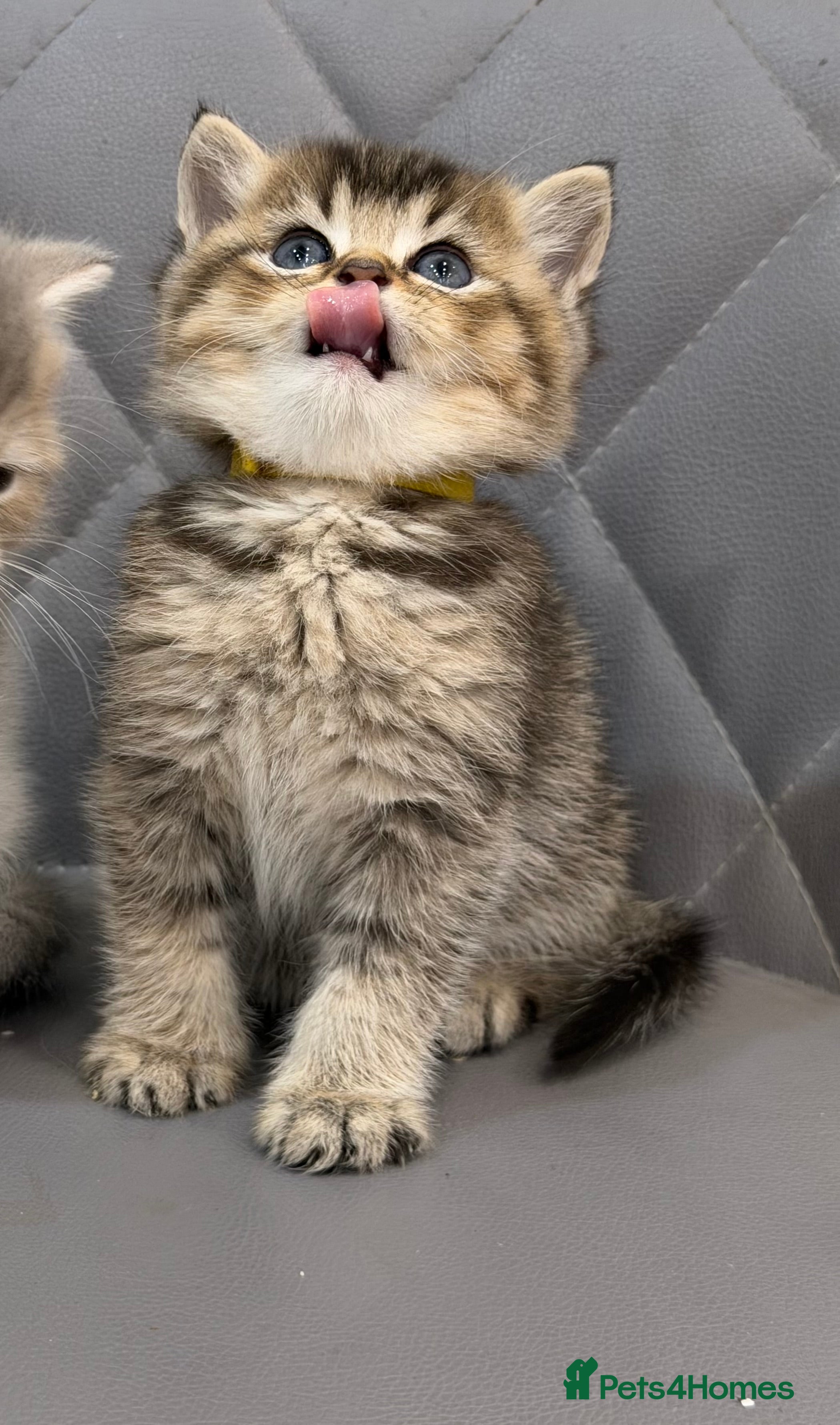 British Longhair cats British Longhair adorable kittens  - Advert 2