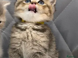 British Longhair cats British Longhair adorable kittens - Advert 10