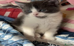 Maine Coon cats for sale: Half Maine coon Kitten ONE BOY LEFT  - Image 2