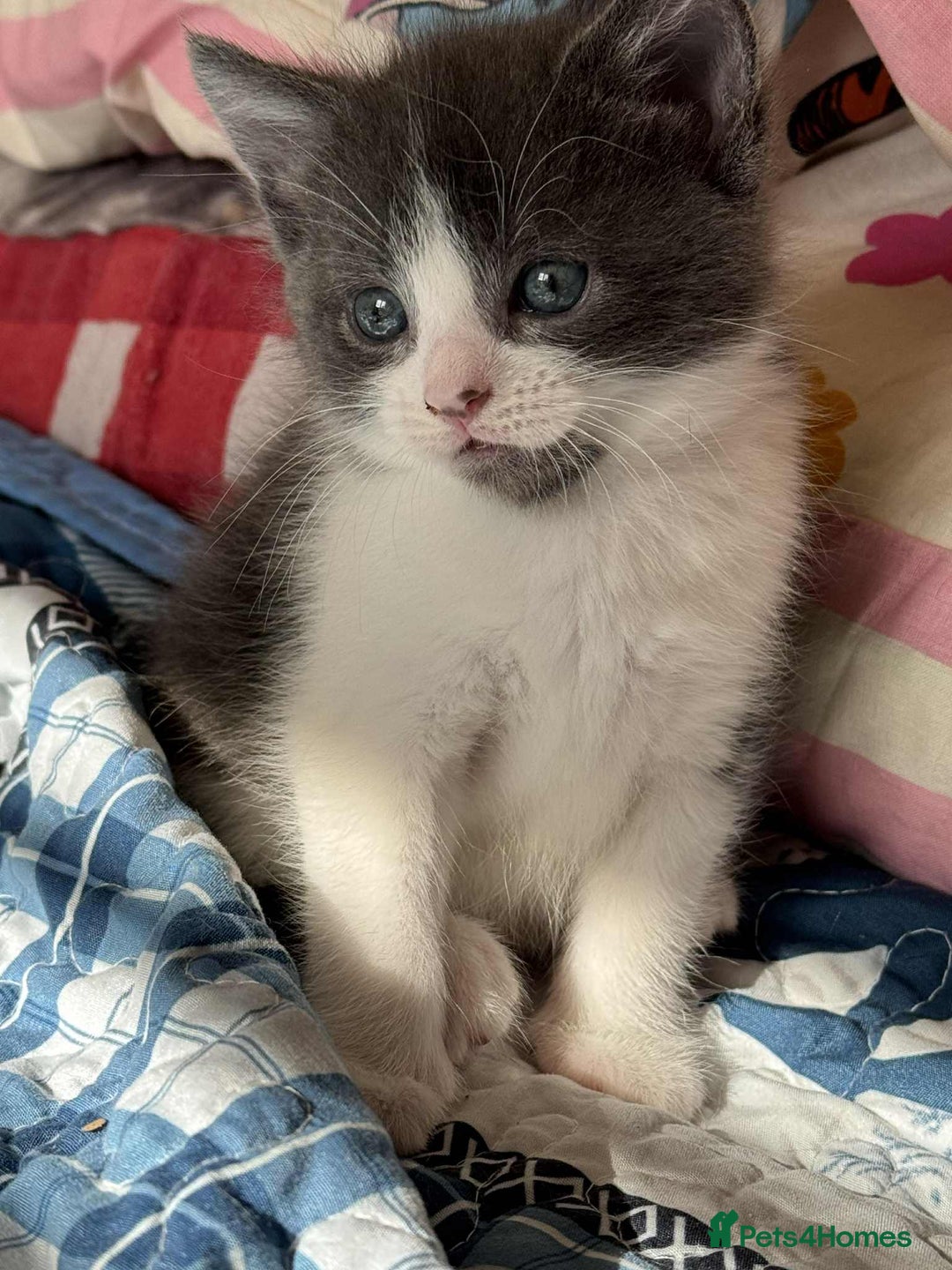Maine Coon cats for sale: Half Maine coon Kitten ONE BOY LEFT  - Image 2