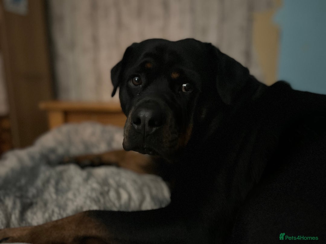 Rottweiler dogs for sale: 8 Beautiful, chunky Rottweiler pups  - Image 14