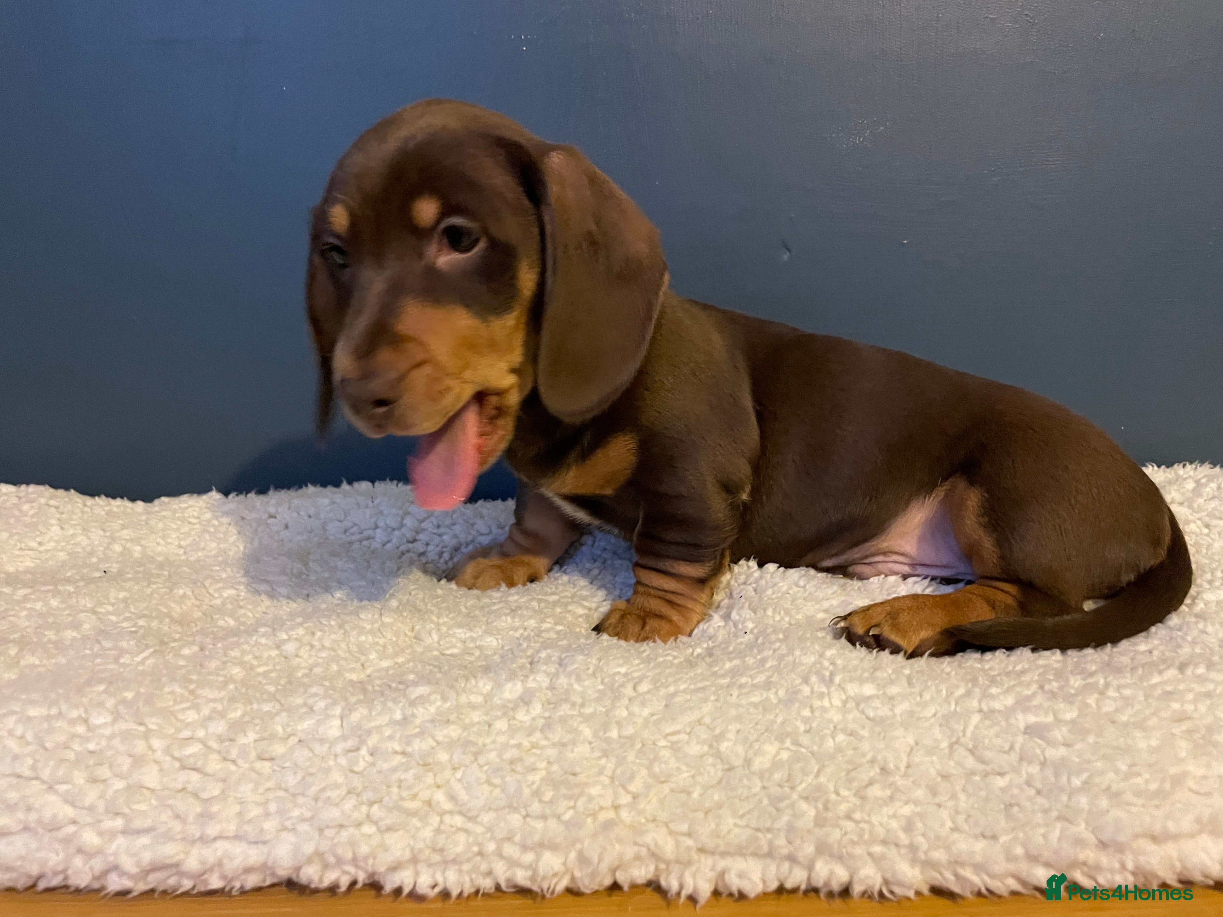 Miniature Dachshund dogs OX15 Mini Dachshund Pups ISABELLA & BLUE ISABELLA - Advert 6