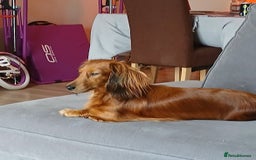 Miniature Dachshund dogs for sale: Peaches is looking for a new home  - Image 1