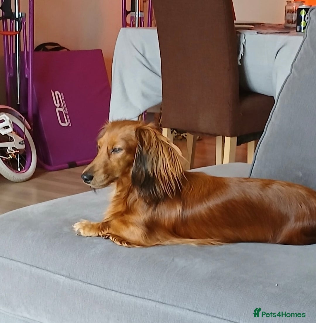 Miniature Dachshund dogs for sale: Peaches is looking for a new home  - Image 1