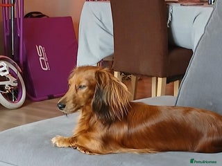 Miniature Dachshund dogs - Advert 5