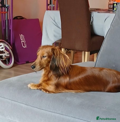 Miniature Dachshund dogs - Advert 15