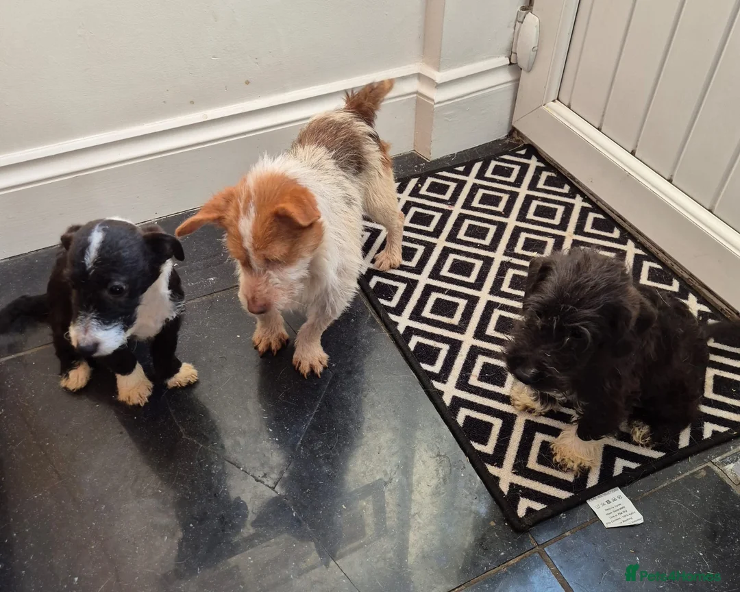 Jackapoo dogs for sale: Beautiful jackapoo puppies - Advert 8