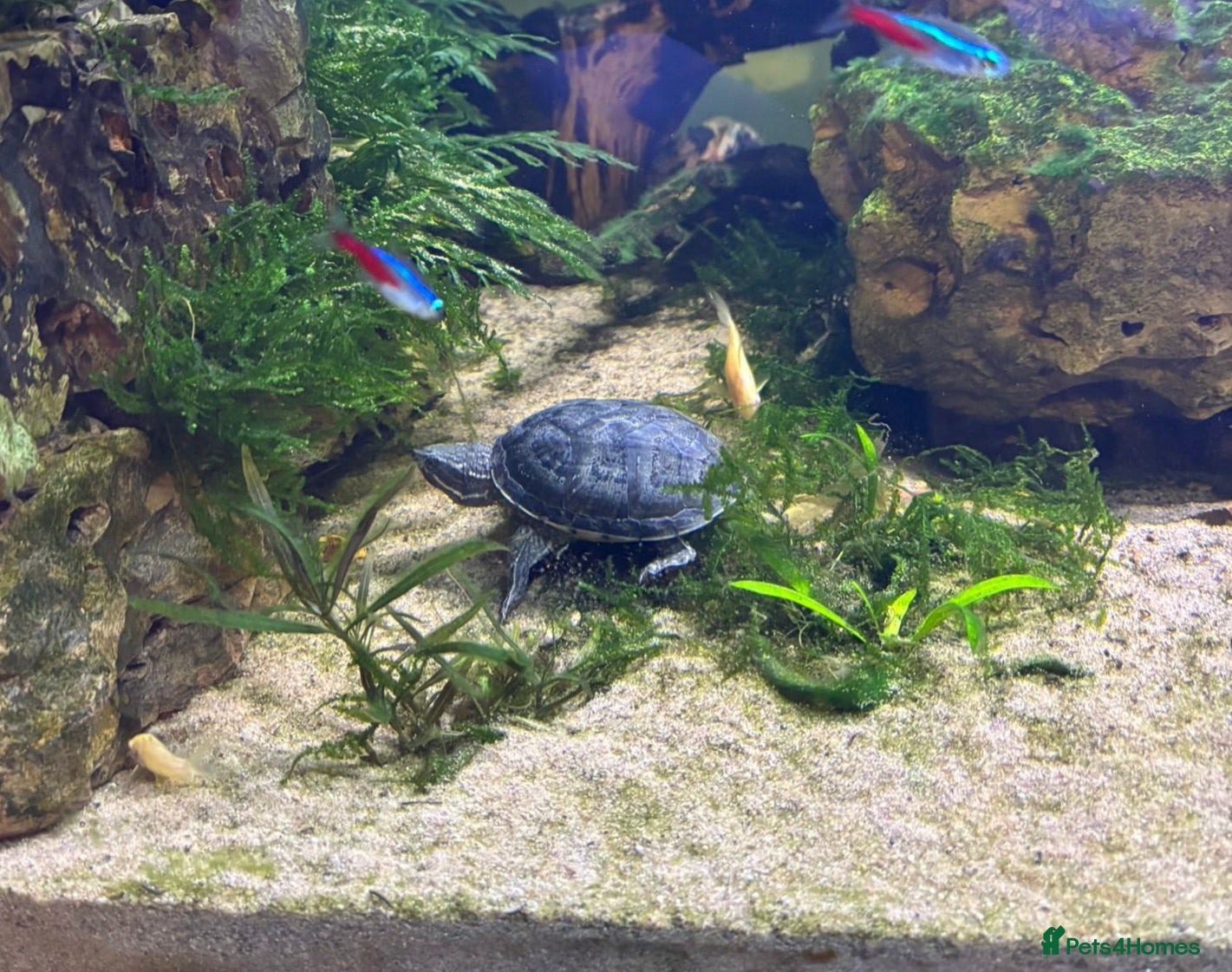 Turtle reptiles 2 Musk Turtles Unsexed - Advert 2