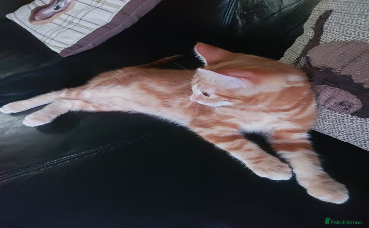 Bengal cats - Advert 10