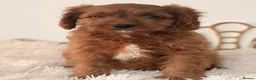 Cavapoo dogs for sale: F1 beautiful red cavapoo puppies Family raised in Sidcup - Advert 9