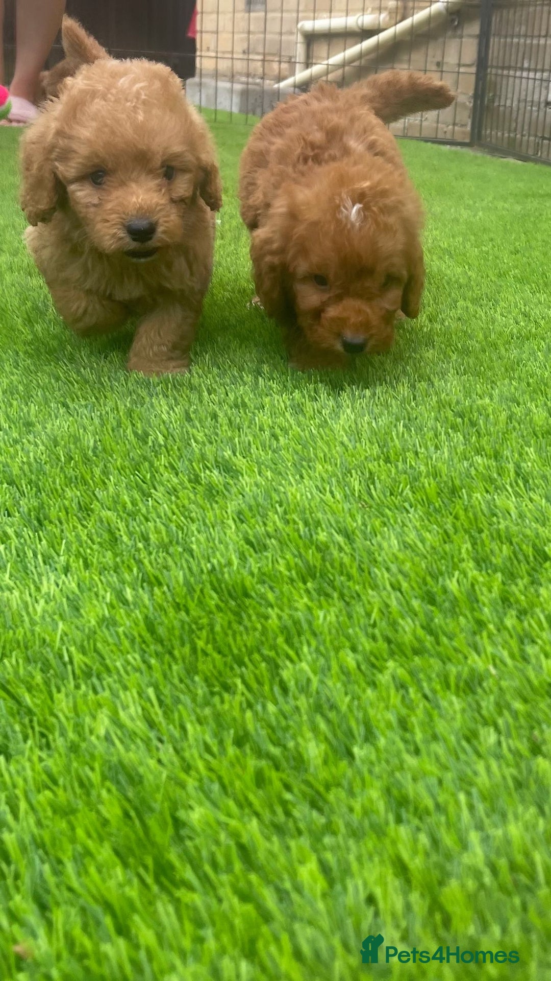 Cockapoo dogs for sale: Cockerpoo Puppies - Image 6