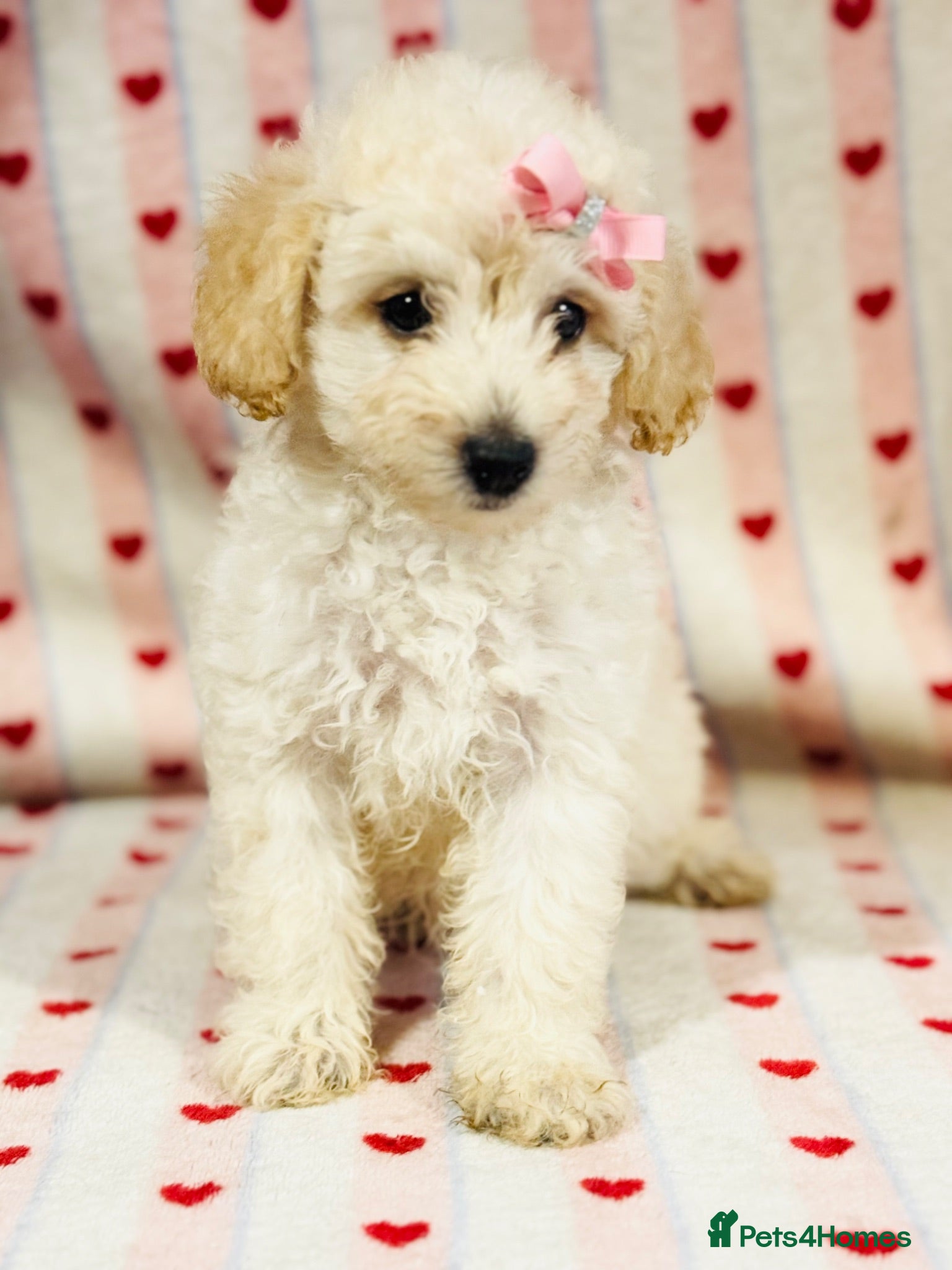 Toy Poodle dogs Beautiful toy poodles, ready now  - Advert 5