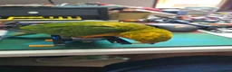Conures birds for sale: 10 Week old silly tame male Sun Conure, ready  - Advert 15