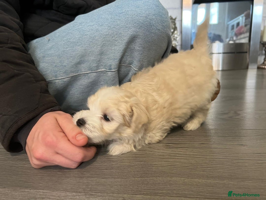 Maltipoo dogs for sale: Beautiful little maltipoo  - Advert 22