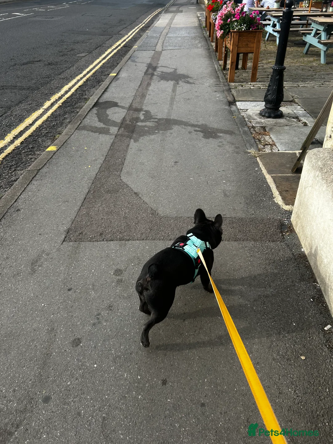 French Bulldog dogs for stud: Blue French Bulldog Stud Available – Aki 🐶💙 - Advert 15