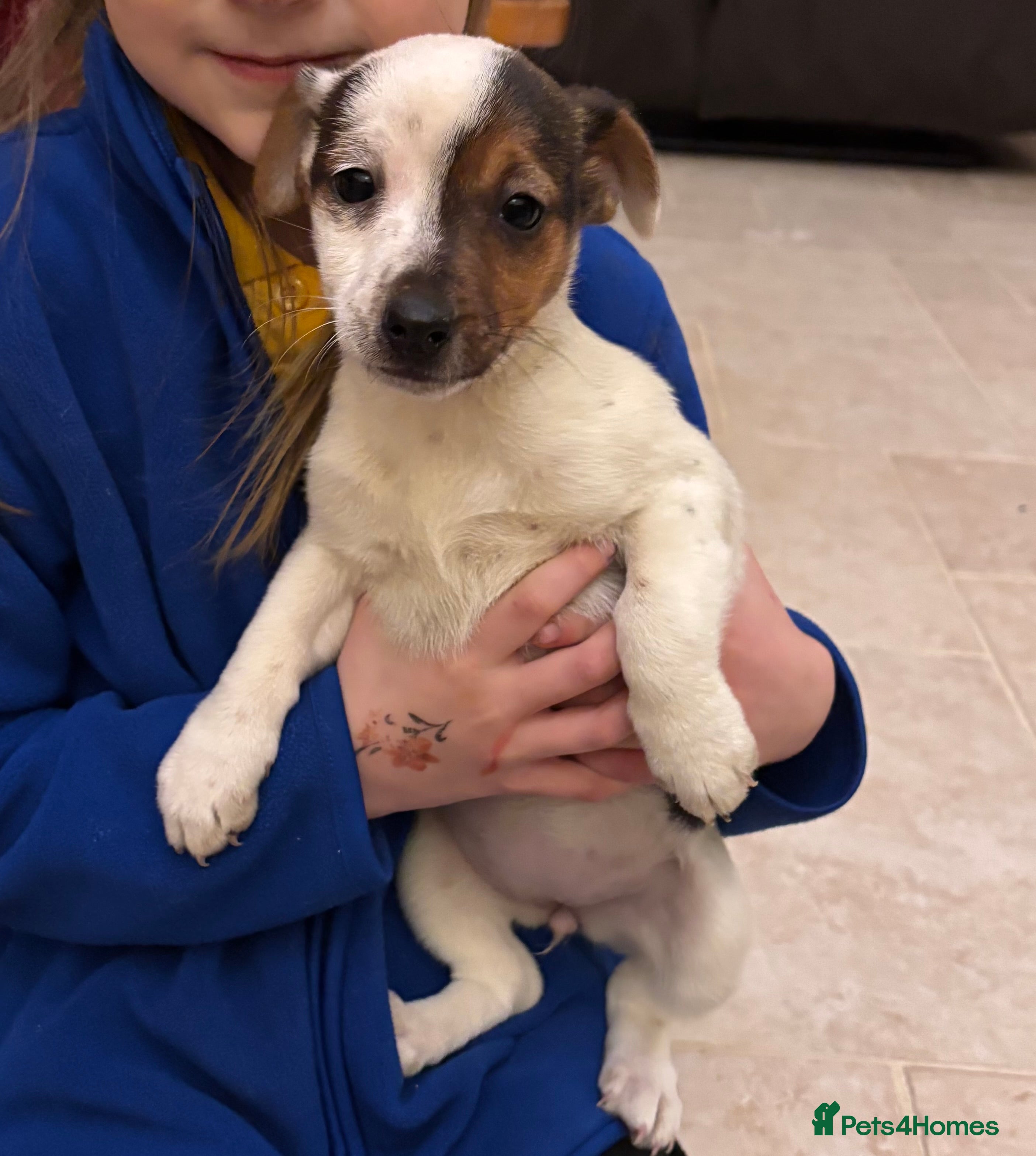 Jack Russell dogs Jack Russell Puppy  - Advert 17