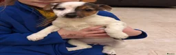 Jack Russell dogs for sale: Jack Russell Puppy  - Advert 1