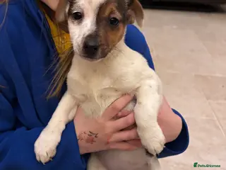 Jack Russell dogs Jack Russell Puppy - Advert 17