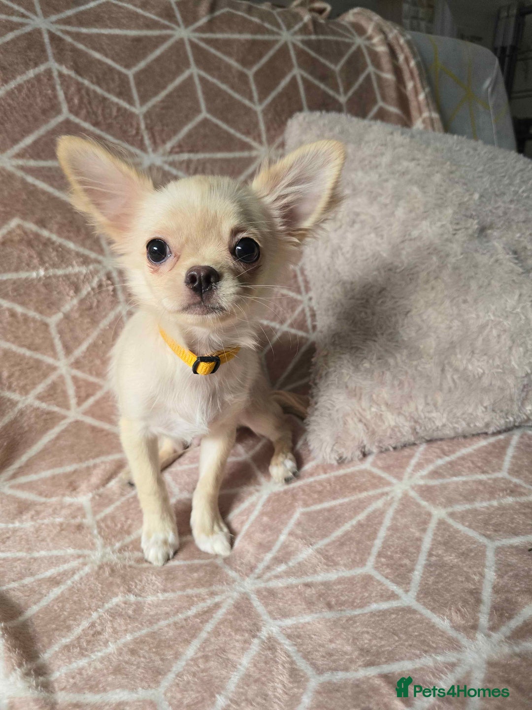 Chihuahua dogs for sale: 3 Handsome (KC) Chihuahua boys left (New photos) - Image 14