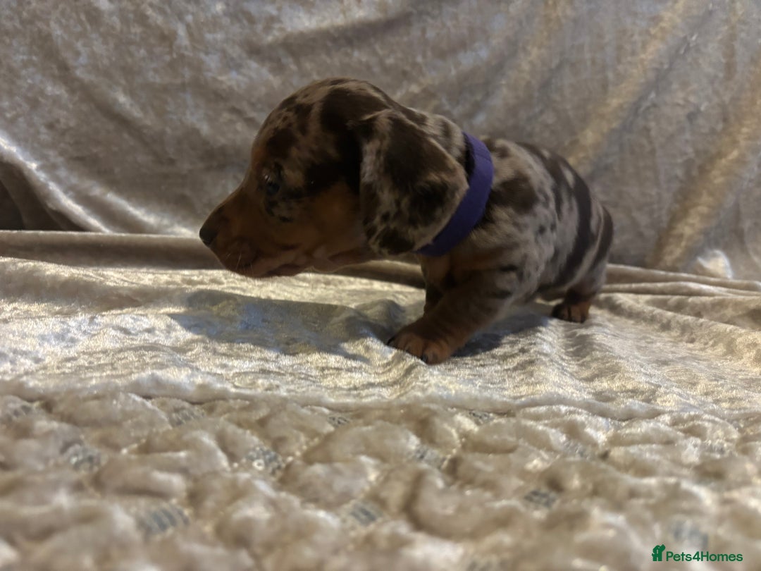 Miniature Dachshund dogs for sale: Mini Dachshund Available - Advert 6