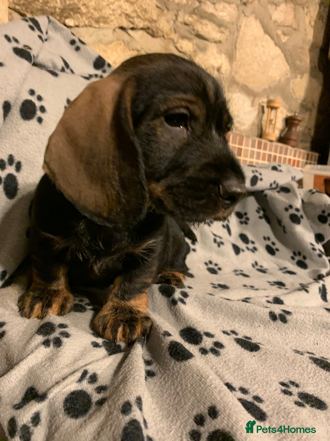 Dachshund dogs for sale: Standard wirehaired dachshund  - Advert 22