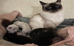 Ragdoll cats for sale: Stunning Rgdoll mix kittens !!!  - Image 9