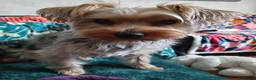 Yorkshire Terrier dogs for stud: Sparky - Advert 12