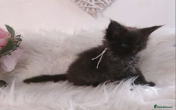 Maine Coon cats for sale: 2 kittens left In Search of Loyal Human Servant - Image 6