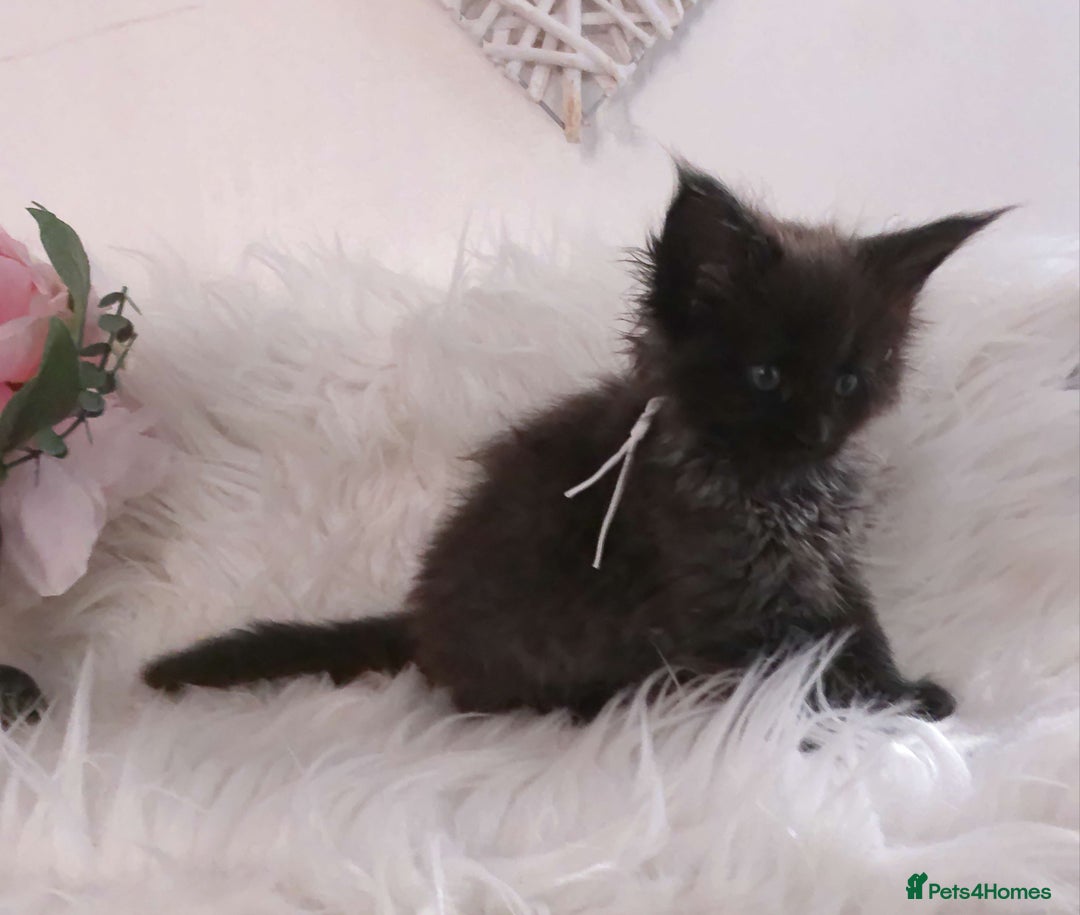 Maine Coon cats for sale: 2 kittens left In Search of Loyal Human Servant - Image 6