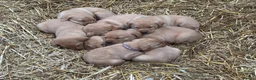 Labrador Retriever dogs for sale: Puppy Red fox labradors  - Advert 22