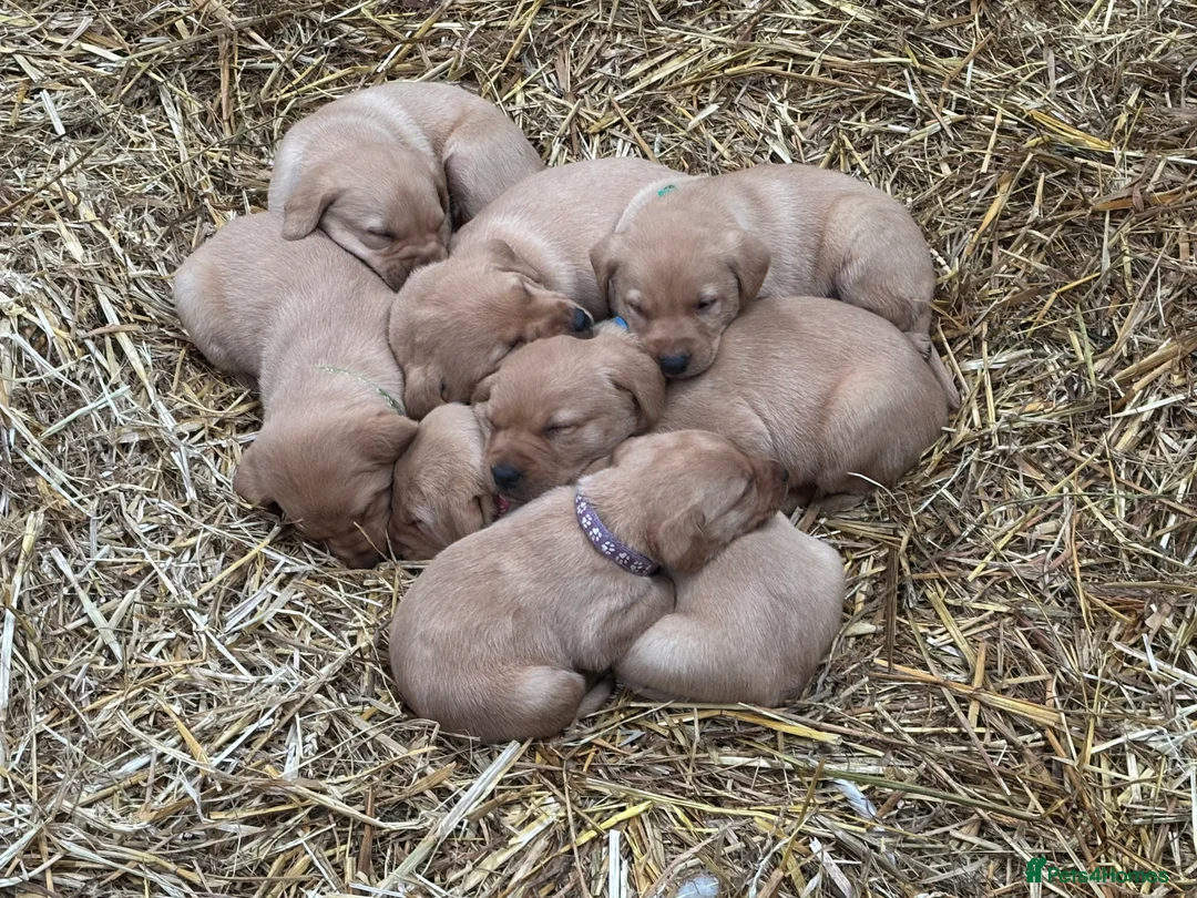 Labrador Retriever dogs for sale: Puppy Red fox labradors  - Advert 22