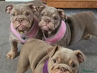 English Bulldog dogs English Bulldog - Advert 5