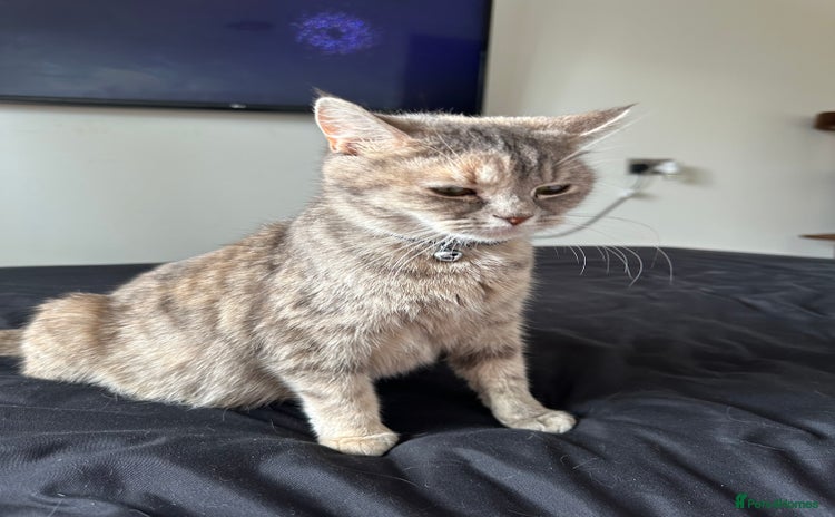 Domestic Shorthair cats - Advert 2
