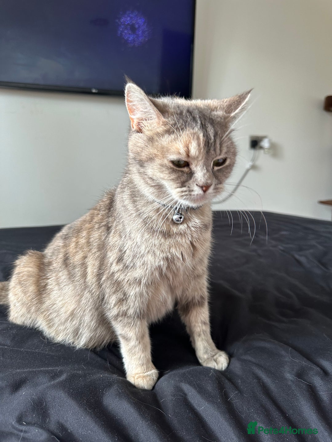 Domestic Shorthair cats for sale: Five beautiful blue eyed domestic kittens - Image 1