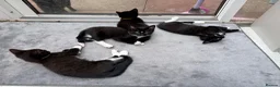 Mixed Breed cats for sale: Beautiful Black & White Female Kitten - Advert 5