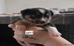 Mixed Breed dogs for sale: Beautiful collie x kelpie puppies  - Image 24