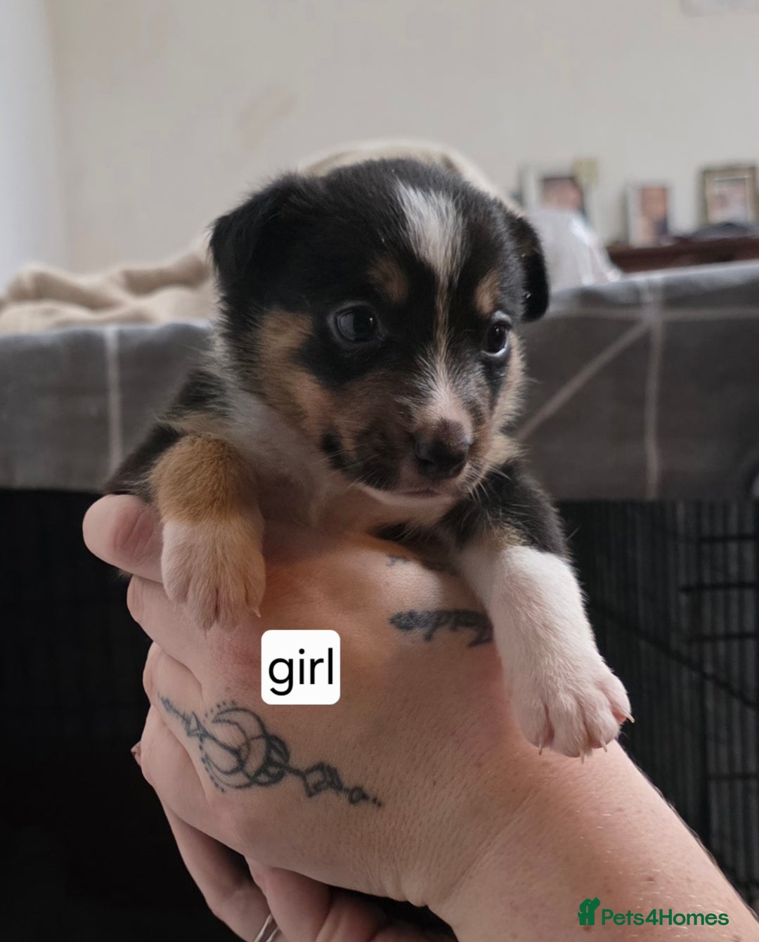 Mixed Breed dogs for sale: Beautiful collie x kelpie puppies  - Image 24