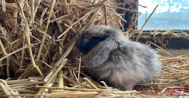 Mini Lop rabbits - Advert 9