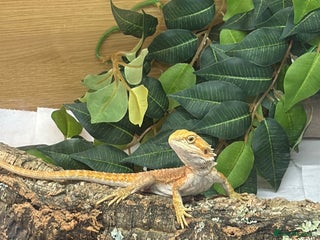 Bearded Dragon reptiles - Advert 17