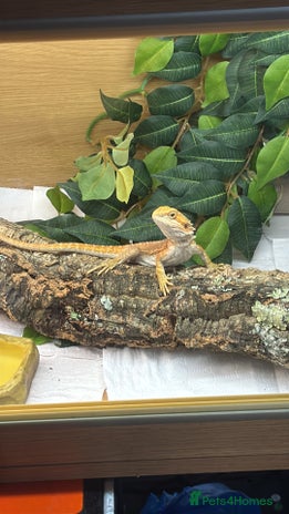 Bearded Dragon reptiles - Advert 3