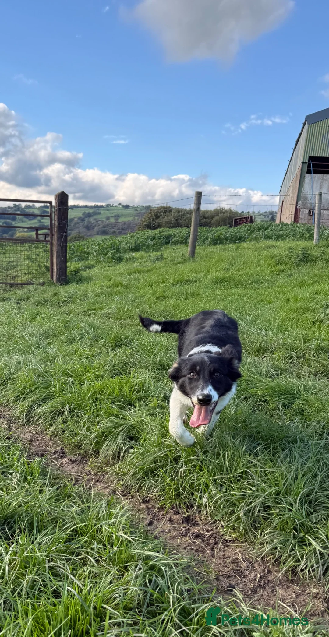 Border Collie dogs for sale: 🐾 Beautiful Border Collie Pup (Bet)  🐾 - Advert 2