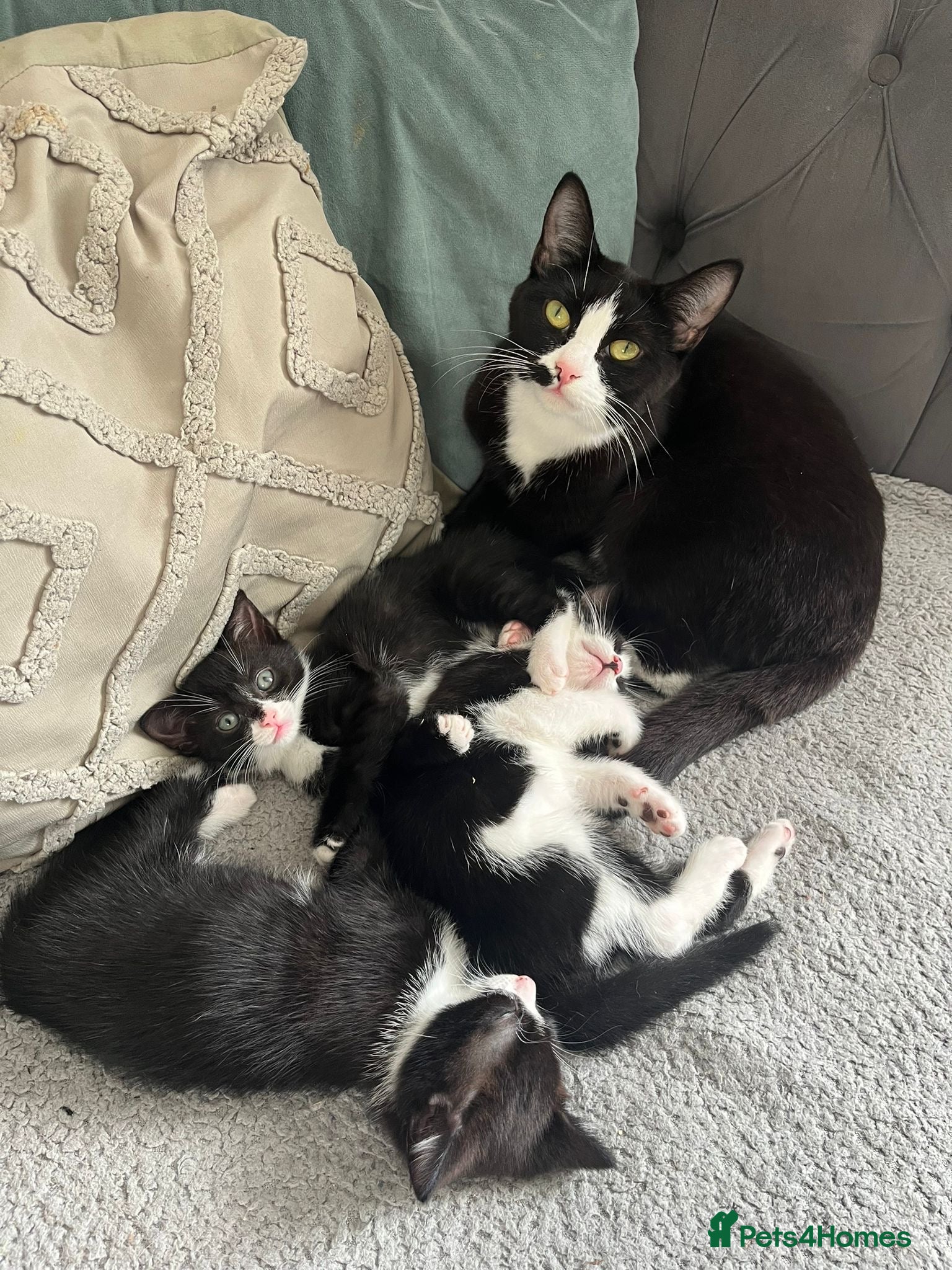 British Shorthair cats tuxedo kittens  - Advert 1