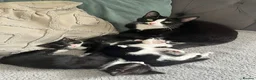 British Shorthair cats for sale: tuxedo kittens  - Advert 1